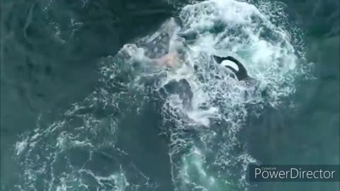 WHALE VS DOLPHINS