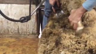 Man Prepares Giant Buck Sheep for Shearing