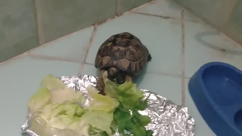 My cutie turtle eating lettuce