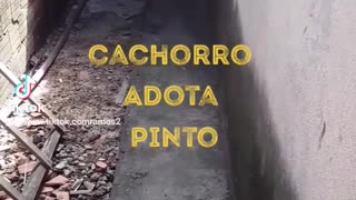 Cachorro adota pinto