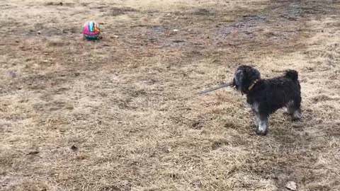 A puppy and his toys