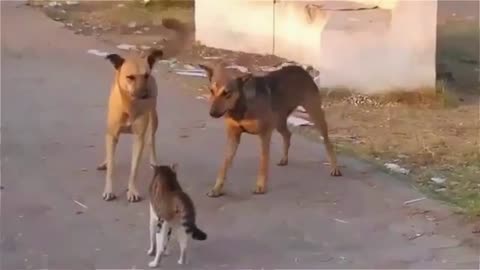 Cat & Dogs Street Fight