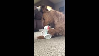 Irish Terrier gets hangry