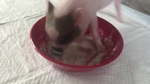 Who Needs A Vacuum When You Can Have A Happy Mini Pig That Enjoys Lunch
