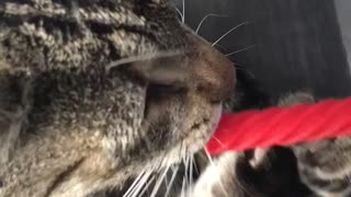 My cat, Bandit, eating a red vine