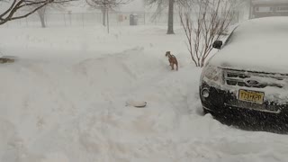 Boden playing in the Snow Today 20220129