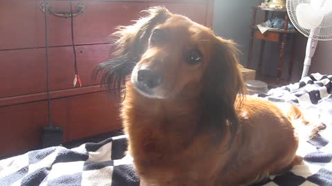 Cute long haired Daschund