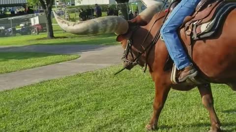 Riding a Huge Horned Steer