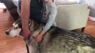 Jealous Alaskan Malamute wants to participate in family group hug