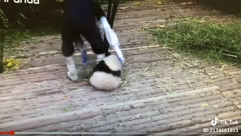 Naughty panda bear