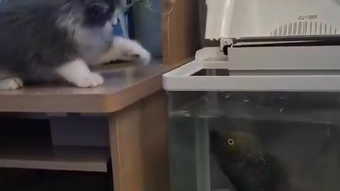 Cat play the fish and fish attack the cat