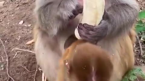 Even Monkeys do not eat the banana strings