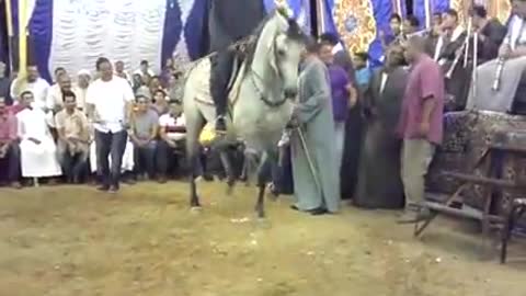 Horse dancing 🐎🕺