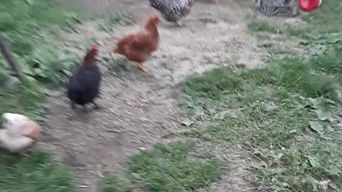 Chickens Scratching