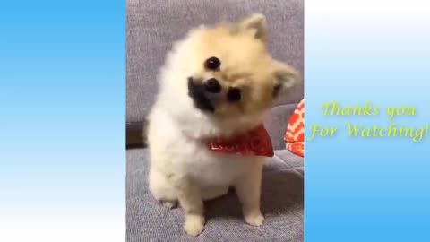 Very funny Animal video d c