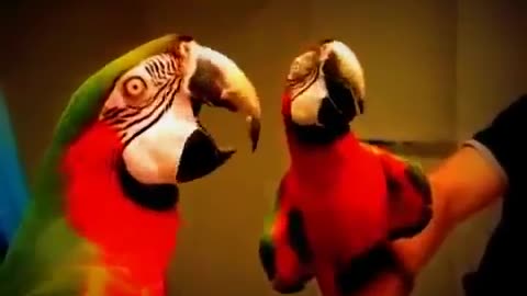 Funny Macaw