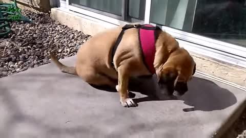 FUNNY DOGS BUTT SCOOTING COMPILATION VIDEO