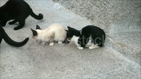 Group of homeless stray cats feeding in Andalusian village back street