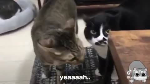 Cats talking !! Cats can speak also haha
