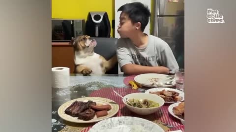 The FUNNIEST Pet Videos of 2023! Compilation BEST