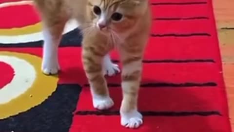 Amazing cat 🐱 trending video