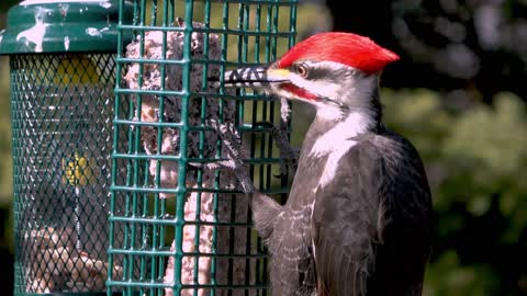 Small woodpecker clears runway for gigantic incoming woodpecker