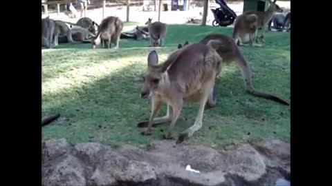 Kangaroos and Joeys