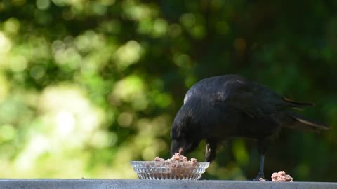 Black crow eating food funny clip