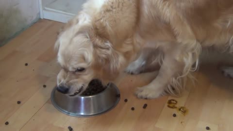 Angry Golden Retriever Eating