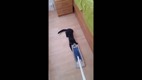 how this playfull kitten makes its impossible to clean the house