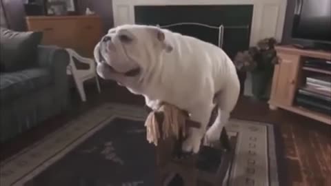 Dog playing on a stick horse