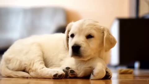 Dog breeds that have cutest puppies- top 20