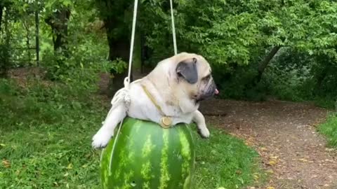 Lovely funny dog in watermelon