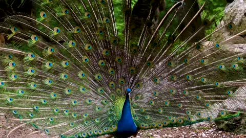 Peacock amazing