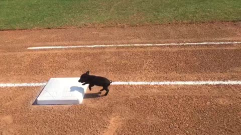 Adorable Tiny Pig Immediately Stops At First Base