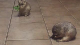 Prairie dog excitement!