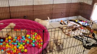 Golden Puppy Playtime