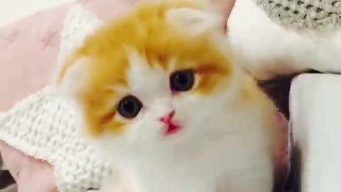 OMG So Cute # Best Funny cat videos # 3