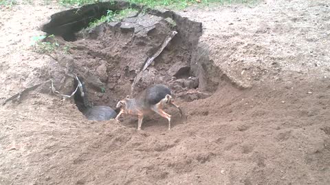 Digging Patagonian Maras