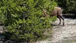 Yellowstone Welcoming Party