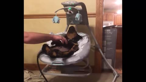 Baby doggo Loves to Sway in Baby’s Swing