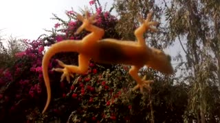 scary close up of Lizard on car