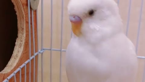 White parrots like to interact with people