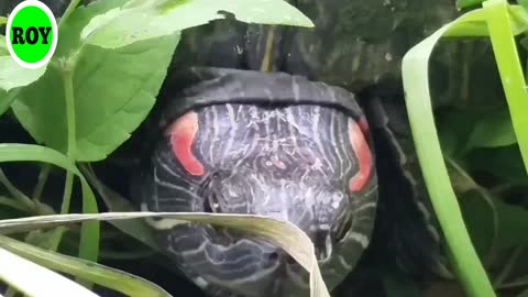 Watch his video on different species of tortoises