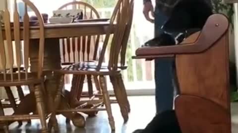 Dog has a condition that makes it hard to get food down so he eats in a special high chair new