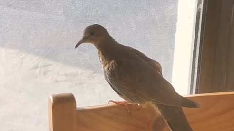 Pigeon || pet Pigeon || petanimal || birds life || bird