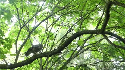 funny birds[owlet and the mum]