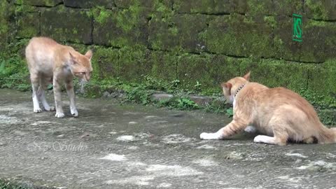 tussle when a city cat meets a lying cat