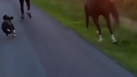 A dog and a horse and its owner went out for a walk.