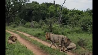 young lions appearing on safari
